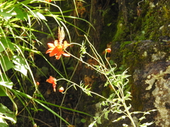 Speyeria nokomis