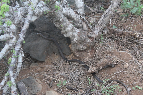 Clarion Island Whip Snake