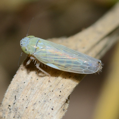 Graminella nigrifrons