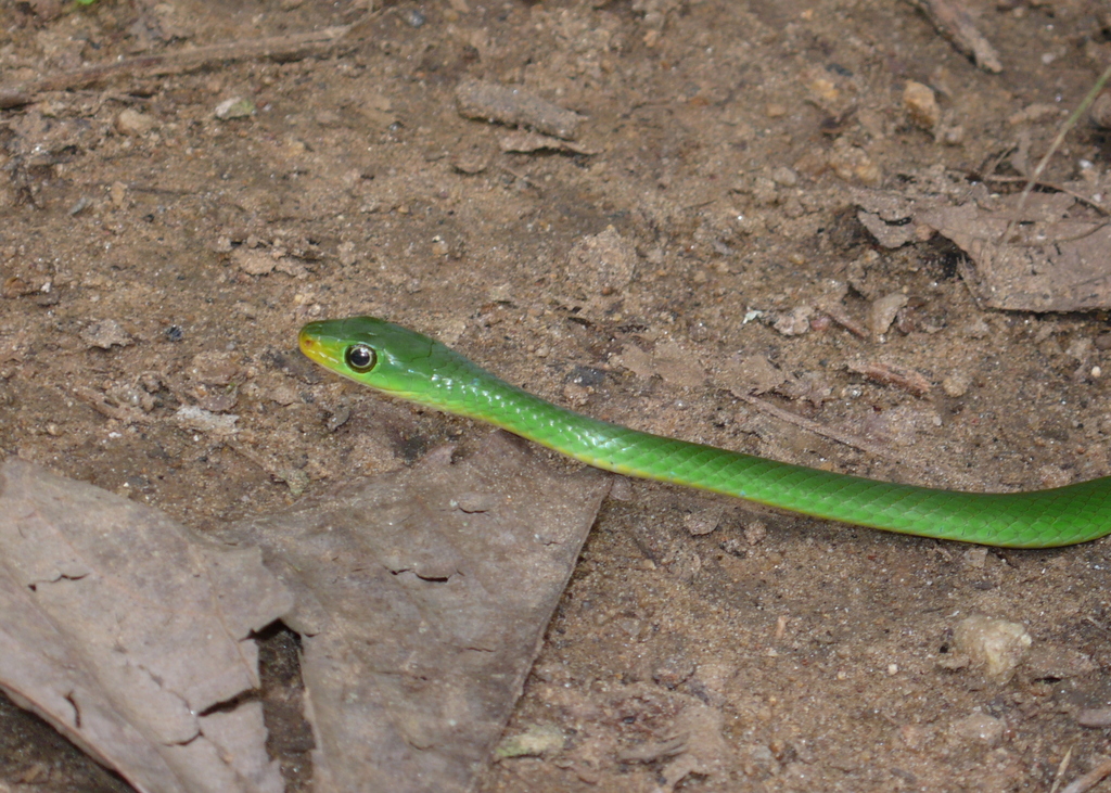 Battersby's Green Snake