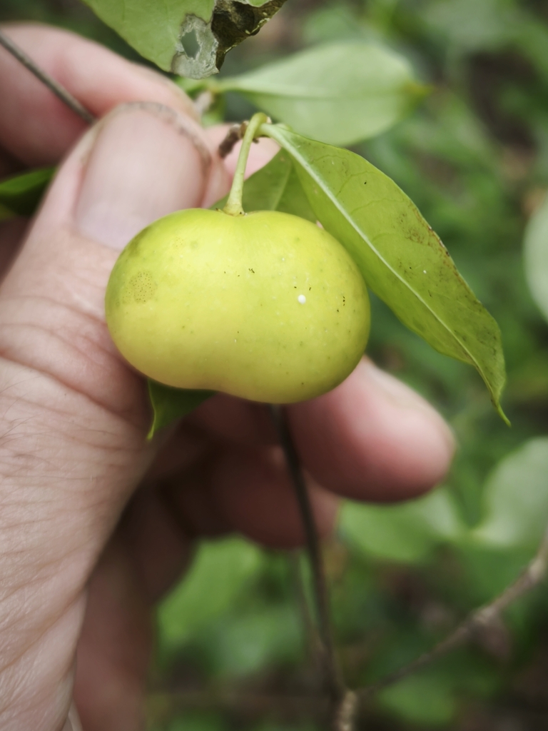 Rauvolfia paucifolia