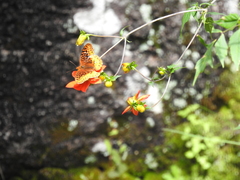 Speyeria nokomis