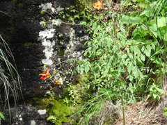 Speyeria nokomis