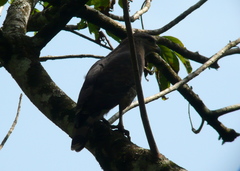 Circaetus fasciolatus