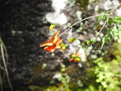 Speyeria nokomis