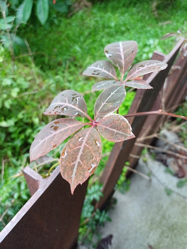 Chinese Virginia Creeper (Parthenocissus henryana)