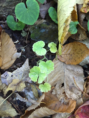 Hydrocotyle americana