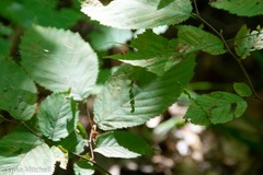 Carex arctata