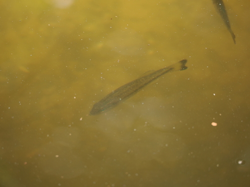 Florida Bass, Largo, FL, USA, photo 8 of 10