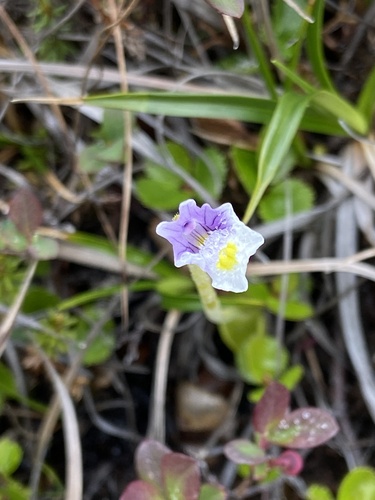 Pinguicula spathulata