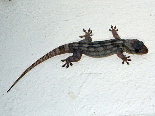 Mahajanga Velvet Gecko, Blaesodactylus ambonihazo