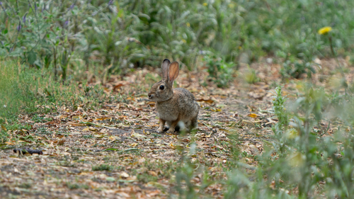 iNaturalist observation photo of Desert Cottontail