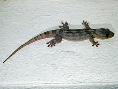 Blaesodactylus
