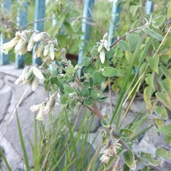 Brickellia secundiflora
