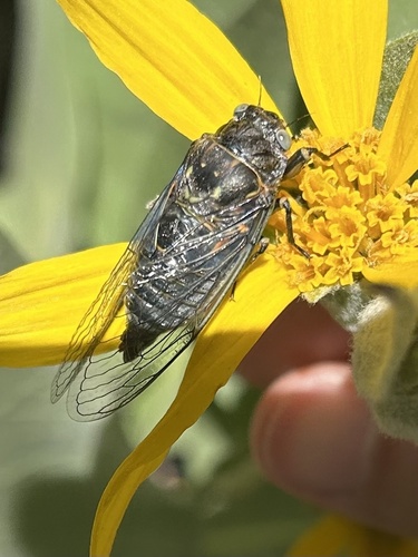 iNaturalist observation photo of Okanagana