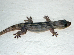 Blaesodactylus