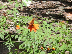 Speyeria nokomis