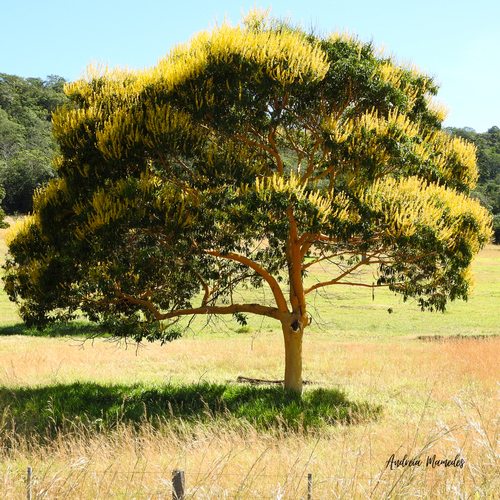 Vochysia haenkeana