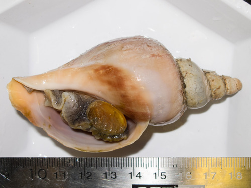 Volutopsius norwegicus