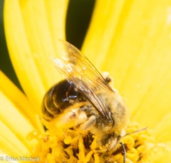 Andrena helianthi