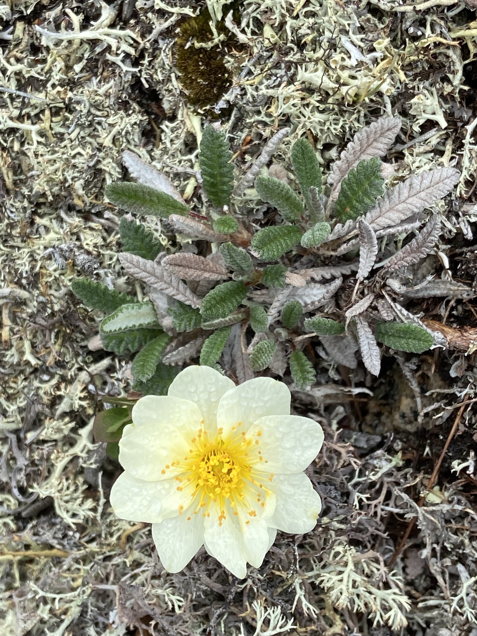 Ajan Mountain-Avens (Dryas ajanensis)