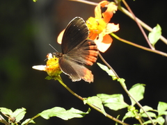 Gyrocheilus patrobas