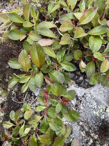 Salix sphenophylla, photograph 6