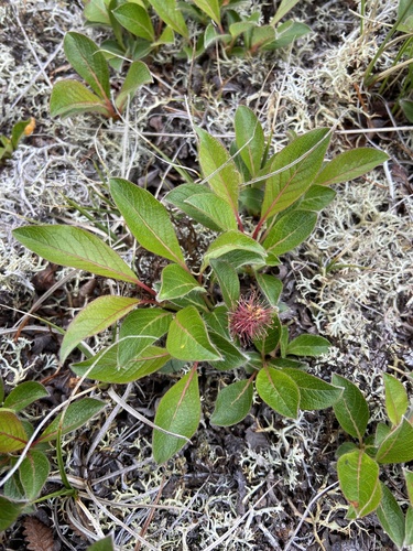 Salix sphenophylla, photograph 5
