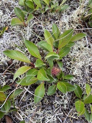 Salix sphenophylla, photograph (c) Maria Khoreva, some rights reserved (CC BY)