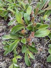 Salix sphenophylla, photograph (c) Maria Khoreva, some rights reserved (CC BY)