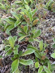 Salix sphenophylla, photograph (c) Maria Khoreva, some rights reserved (CC BY)
