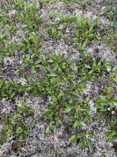 Salix sphenophylla, photograph 4