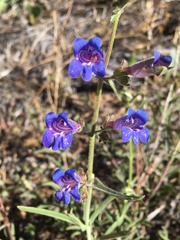 Penstemon roezlii