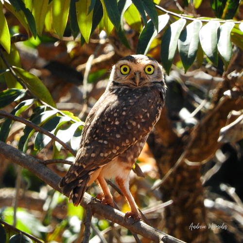 Burrowing Owl