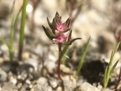 Polygonum polygaloides kelloggii