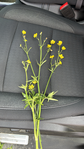 meadow buttercup