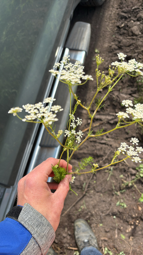 Caraway