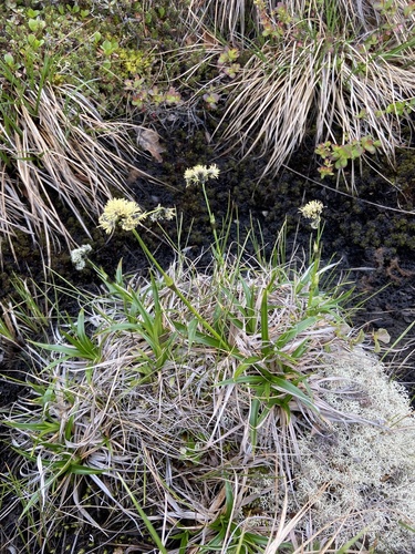 Few-spike bulrush (Scirpus maximowiczii)