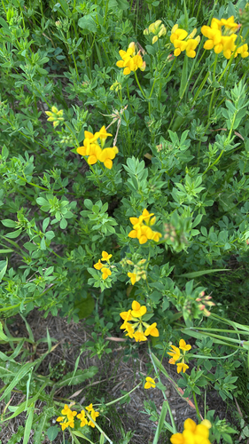 bird's-foot trefoil