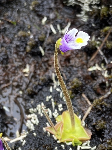 Pinguicula spathulata
