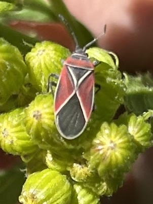 iNaturalist observation photo of White-crossed Seed Bug