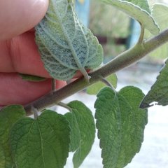 Brickellia secundiflora