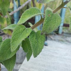 Brickellia secundiflora