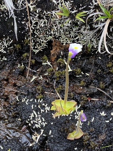 Pinguicula spathulata