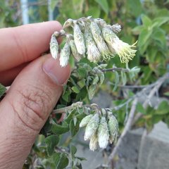 Brickellia secundiflora