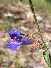 Penstemon roezlii