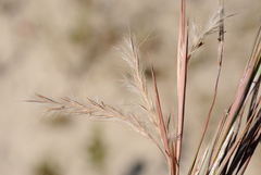 Little Bluestem (Schizachyrium scoparium)