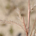 Seaside Bluestem - Photo (c) Zihao Wang, some rights reserved (CC BY), uploaded by Zihao Wang