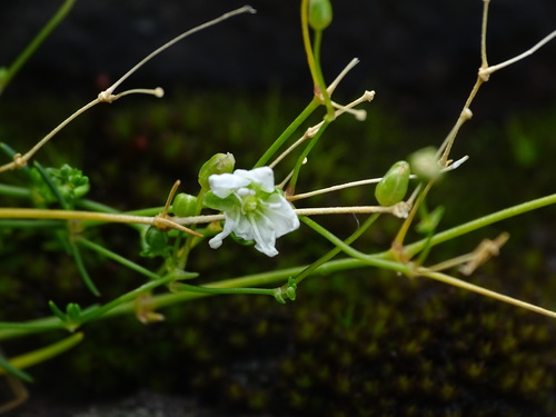 Image of Sabulina dawsonensis by no rights reserved