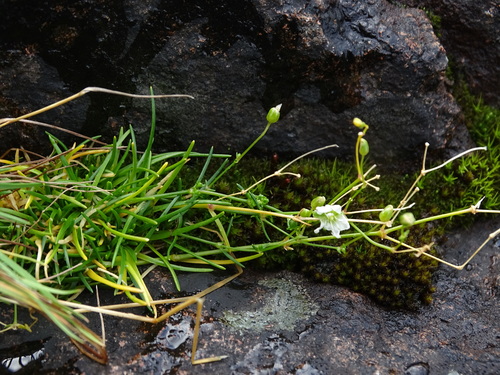 Image of Sabulina dawsonensis by no rights reserved